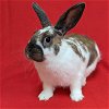 adoptable Rabbit in  named Peach