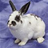 adoptable Rabbit in  named Maria
