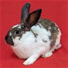 adoptable Rabbit in  named Mango
