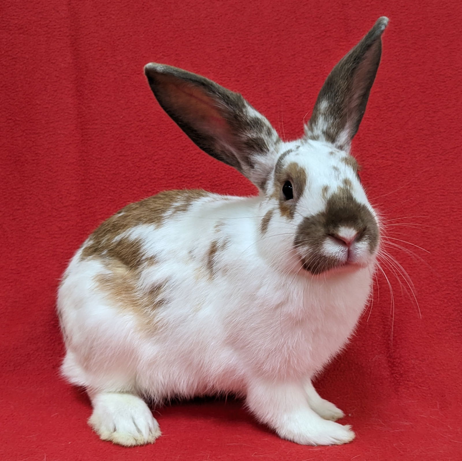 adoptable Rabbit in Antioch, CA named Foxy