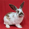 adoptable Rabbit in  named Foxy