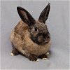 adoptable Rabbit in  named Dusty
