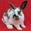 adoptable Rabbit in  named Chico