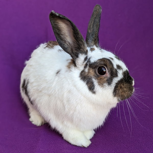 Bonnie