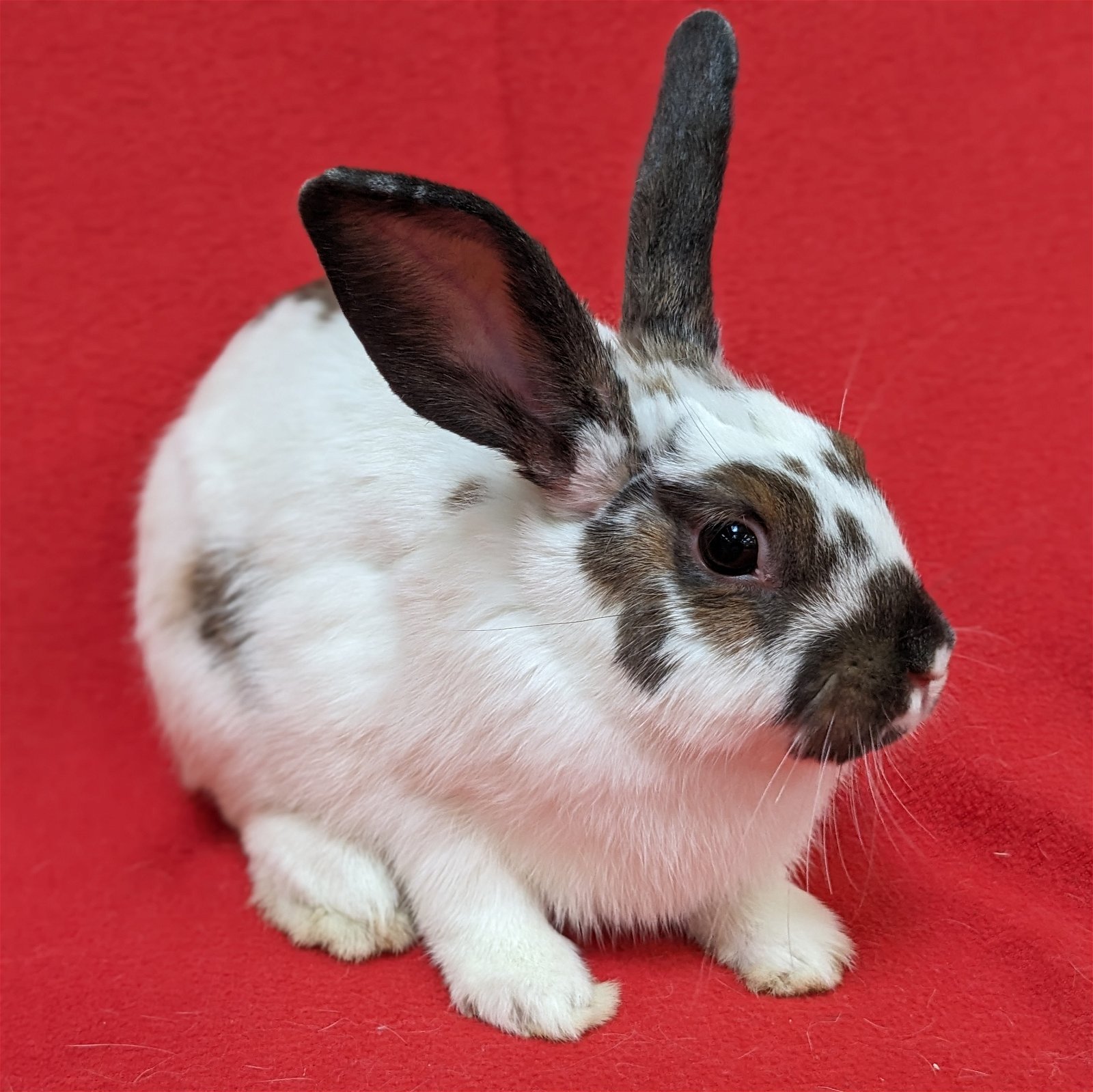 adoptable Rabbit in Antioch, CA named Bonnie