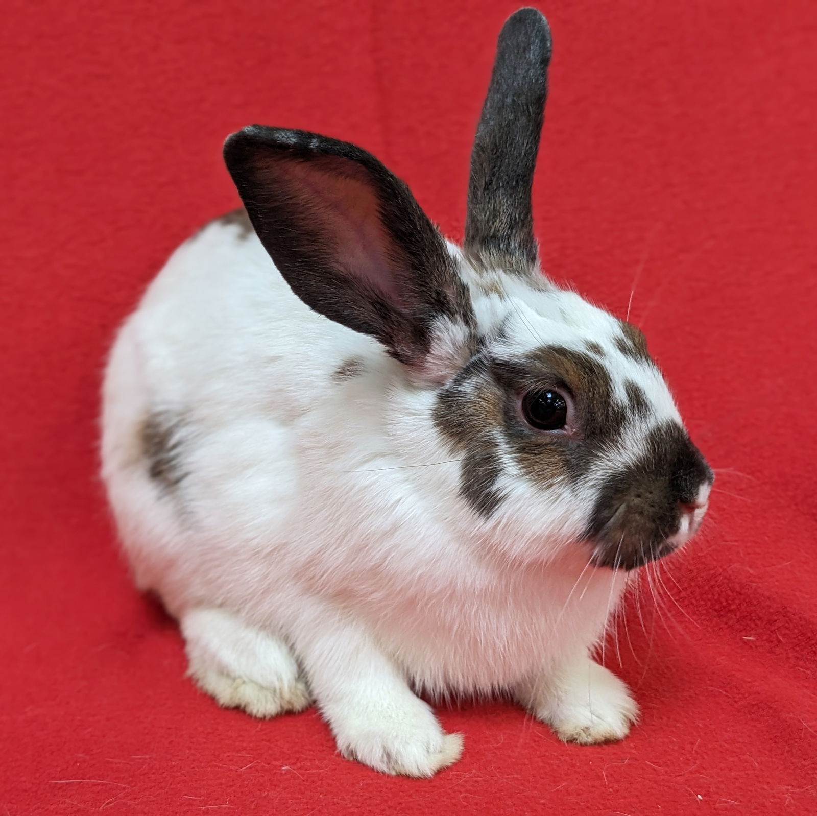 adoptable Rabbit in Antioch, CA named Bonnie