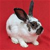 adoptable Rabbit in  named Bonnie