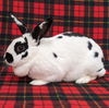 adoptable Rabbit in Antioch, CA named Sasha