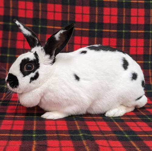 Sasha, a rabbit for adoption from Contra Costa Rabbit Rescue