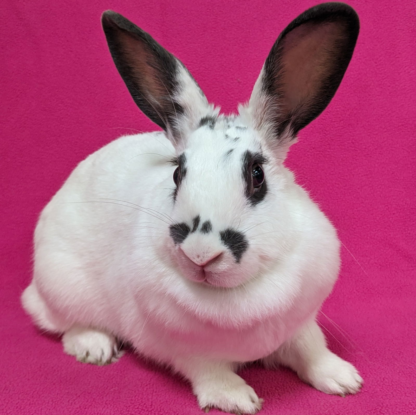 adoptable Rabbit in Antioch, CA named Jessica
