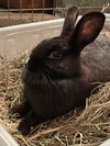 adoptable Rabbit in  named Flower