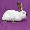 adoptable Rabbit in Antioch, CA named Karen