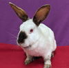 adoptable Rabbit in  named Meadow