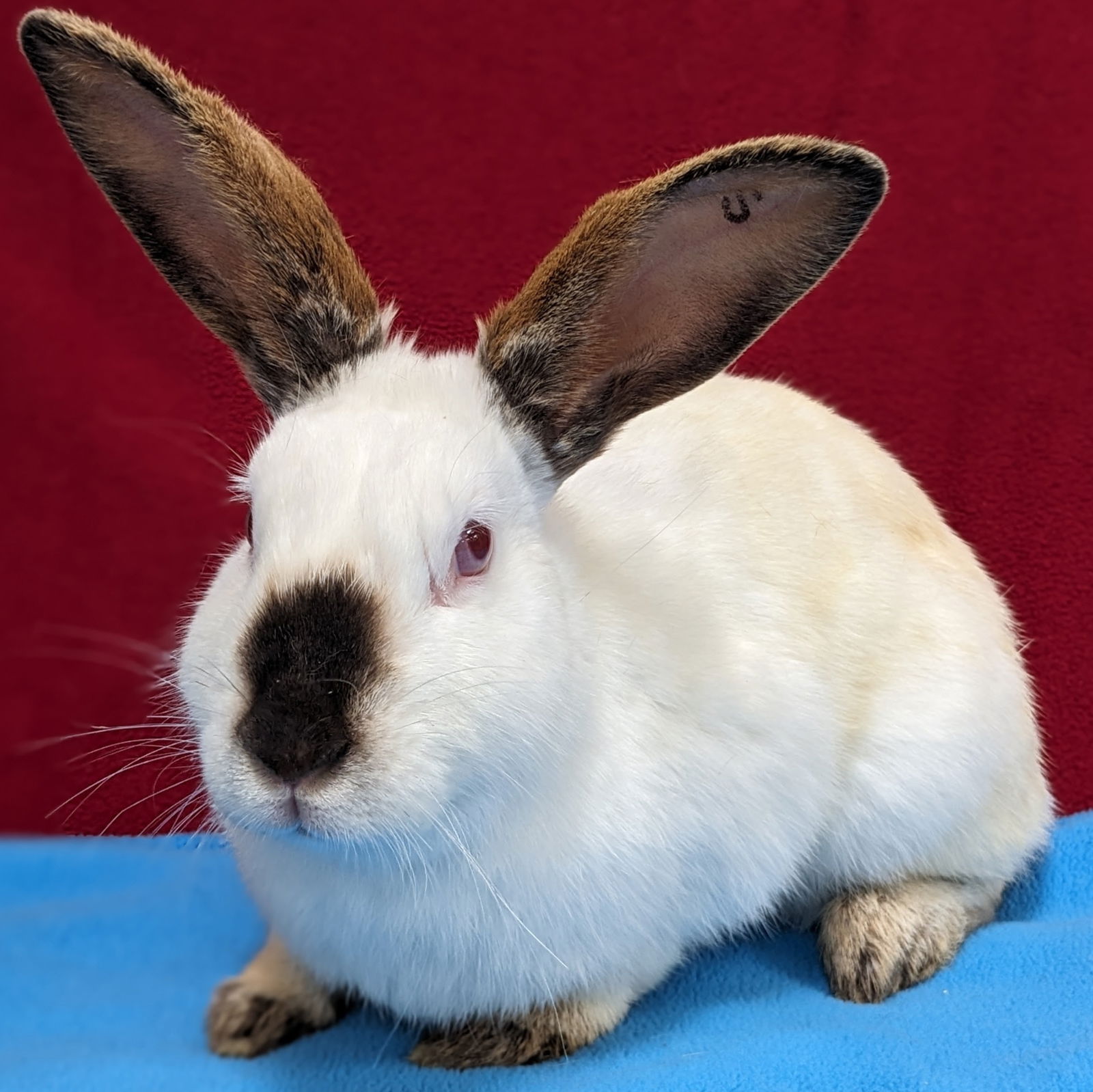 adoptable Rabbit in Antioch, CA named Nelle