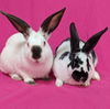 adoptable Rabbit in Antioch, CA named Brandy