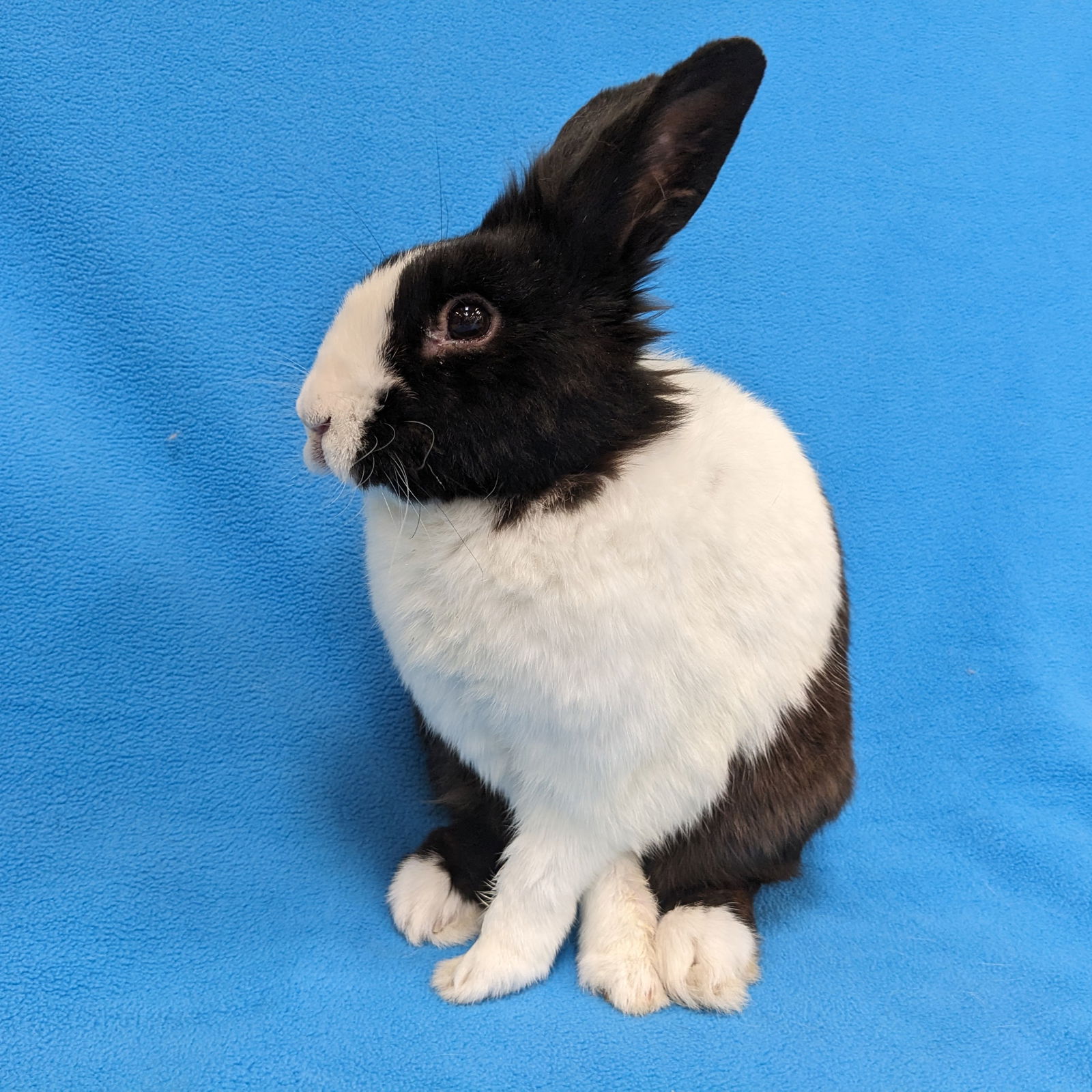 adoptable Rabbit in Antioch, CA named Kruegar