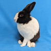 adoptable Rabbit in  named Kruegar