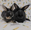 adoptable Rabbit in antioch, CA named Velvet