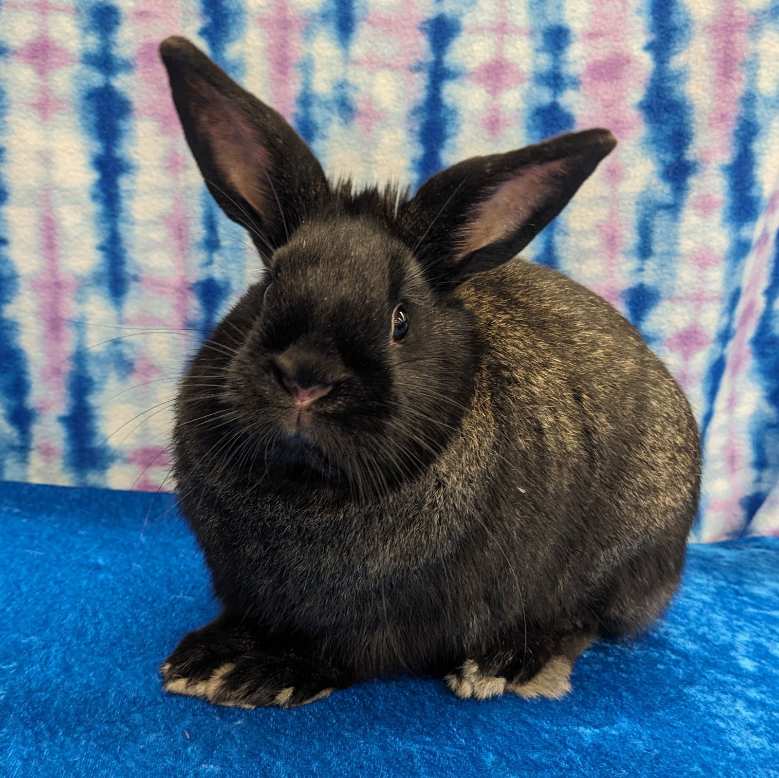adoptable Rabbit in Antioch, CA named Edgar