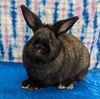 adoptable Rabbit in Antioch, CA named Edgar
