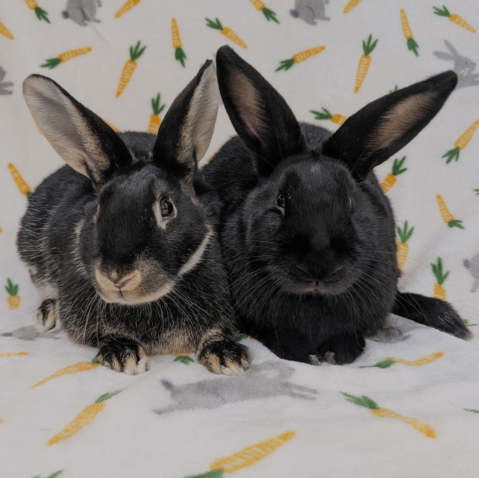 adoptable Rabbit in Antioch, CA named Chenille