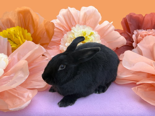 Photo 2 of Chenille