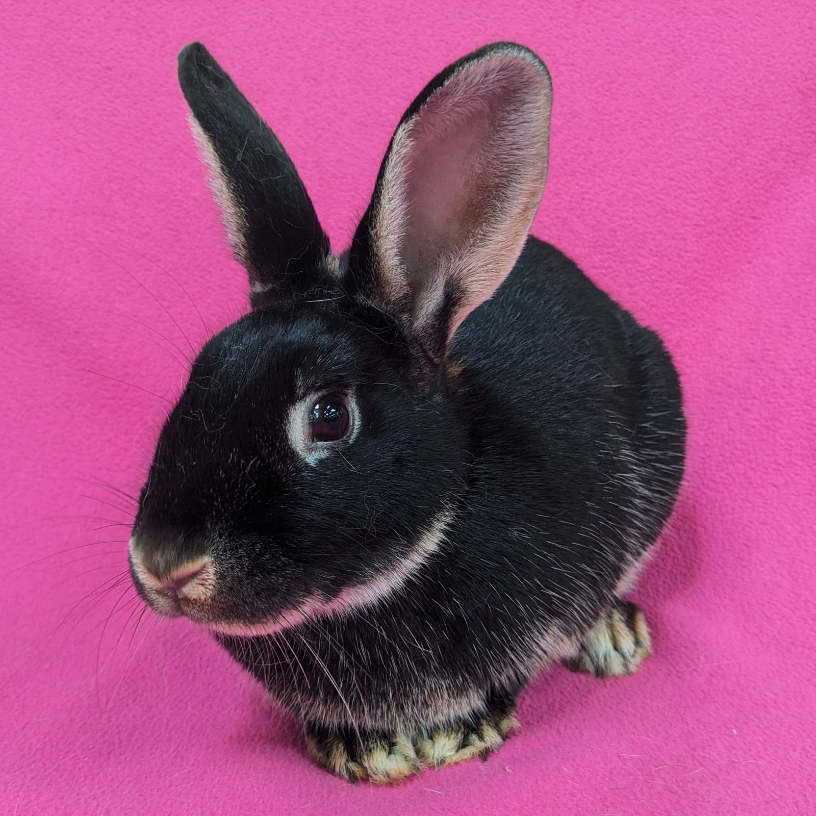 adoptable Rabbit in Antioch, CA named Ester
