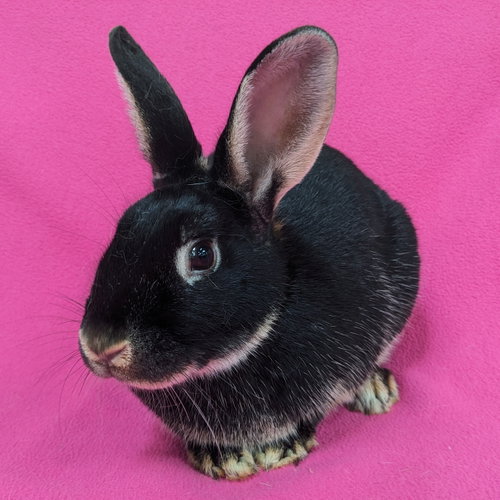 Ester, a rabbit for adoption from Contra Costa Rabbit Rescue