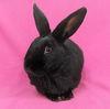 adoptable Rabbit in antioch, CA named Poly
