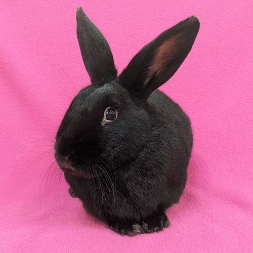 Poly, a rabbit for adoption from Contra Costa Rabbit Rescue