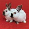 adoptable Rabbit in Antioch, CA named Cindy