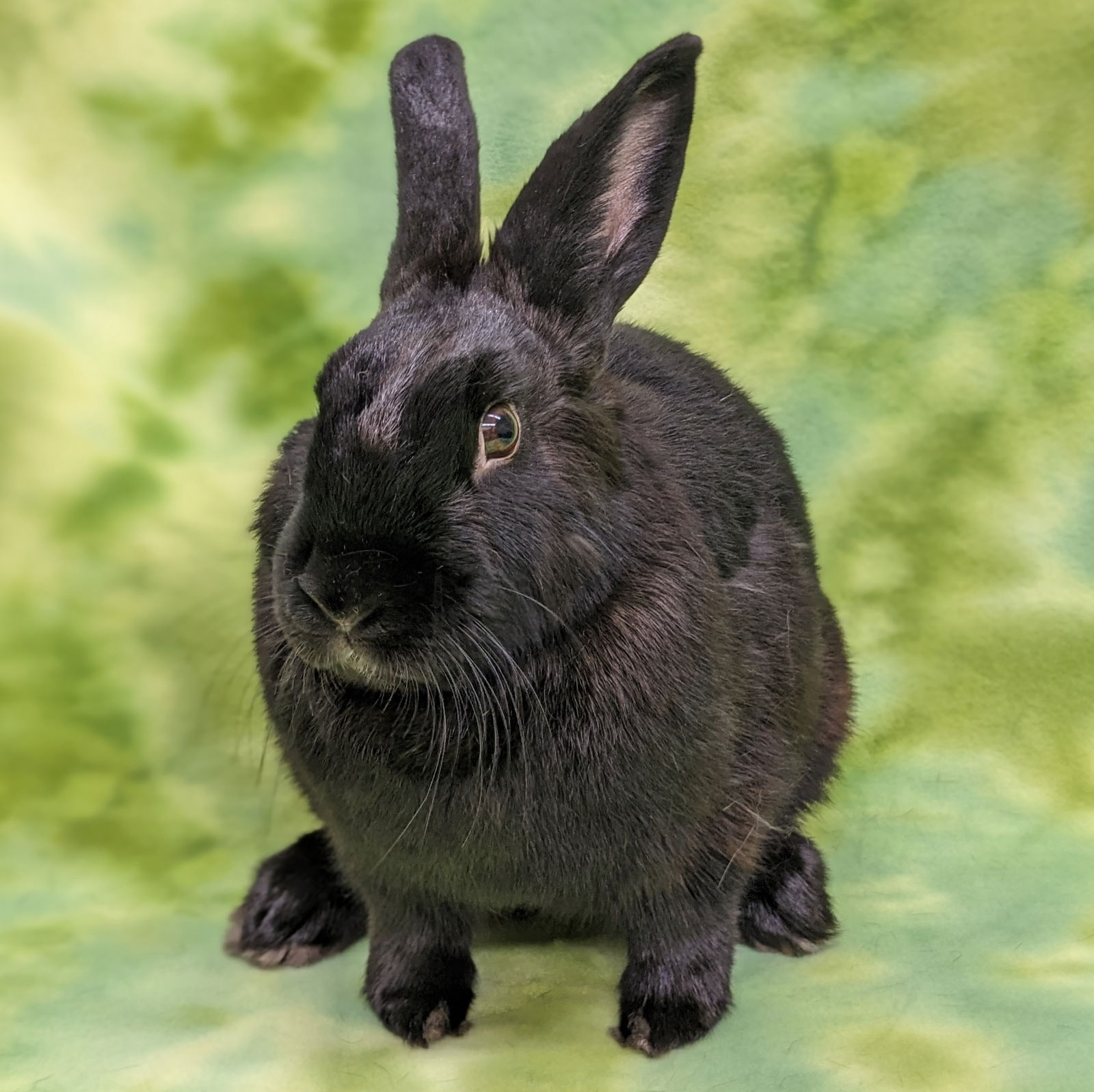 adoptable Rabbit in Antioch, CA named Babs