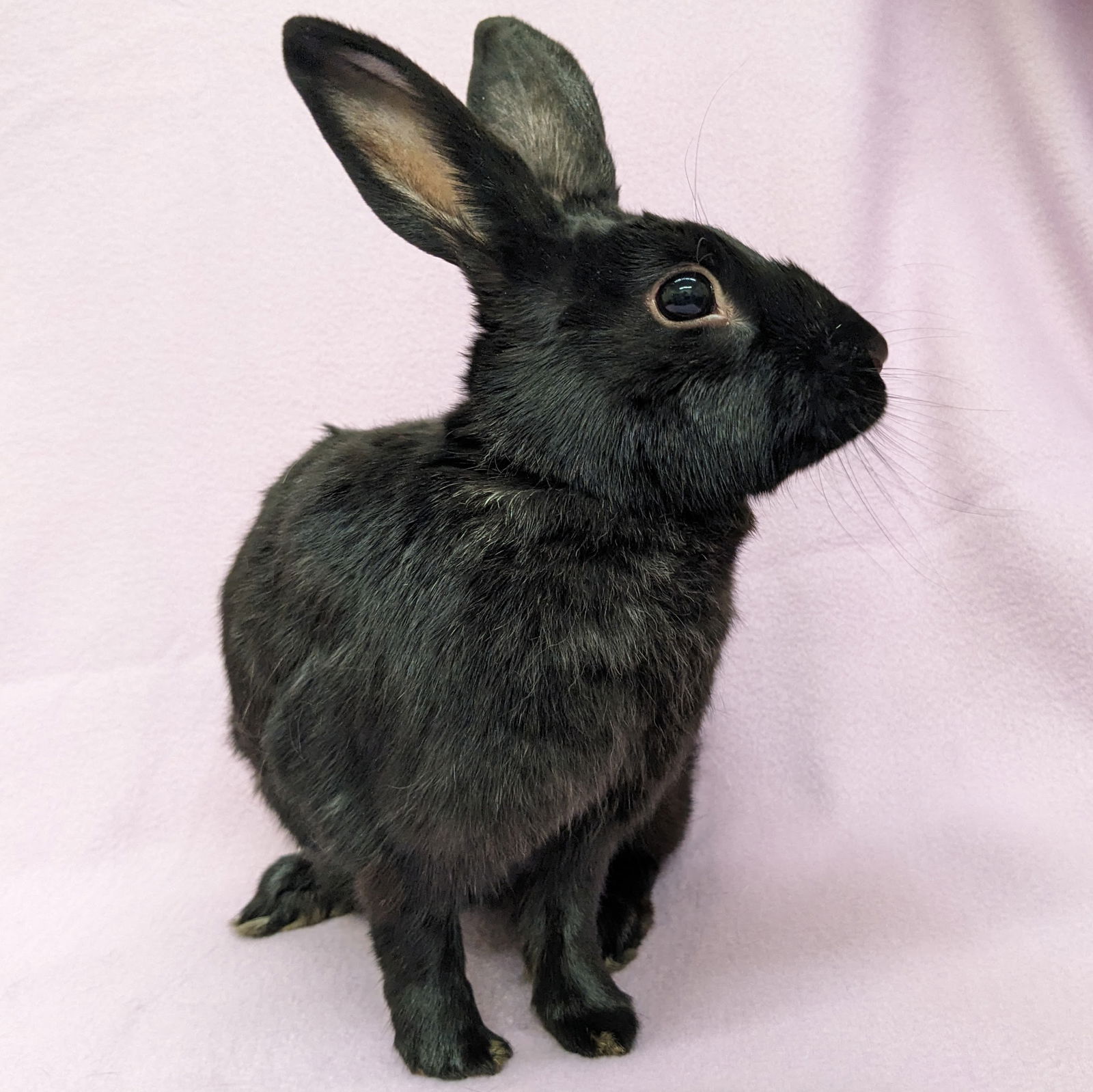 adoptable Rabbit in Antioch, CA named Sissy