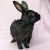 adoptable Rabbit in antioch, CA named Sissy