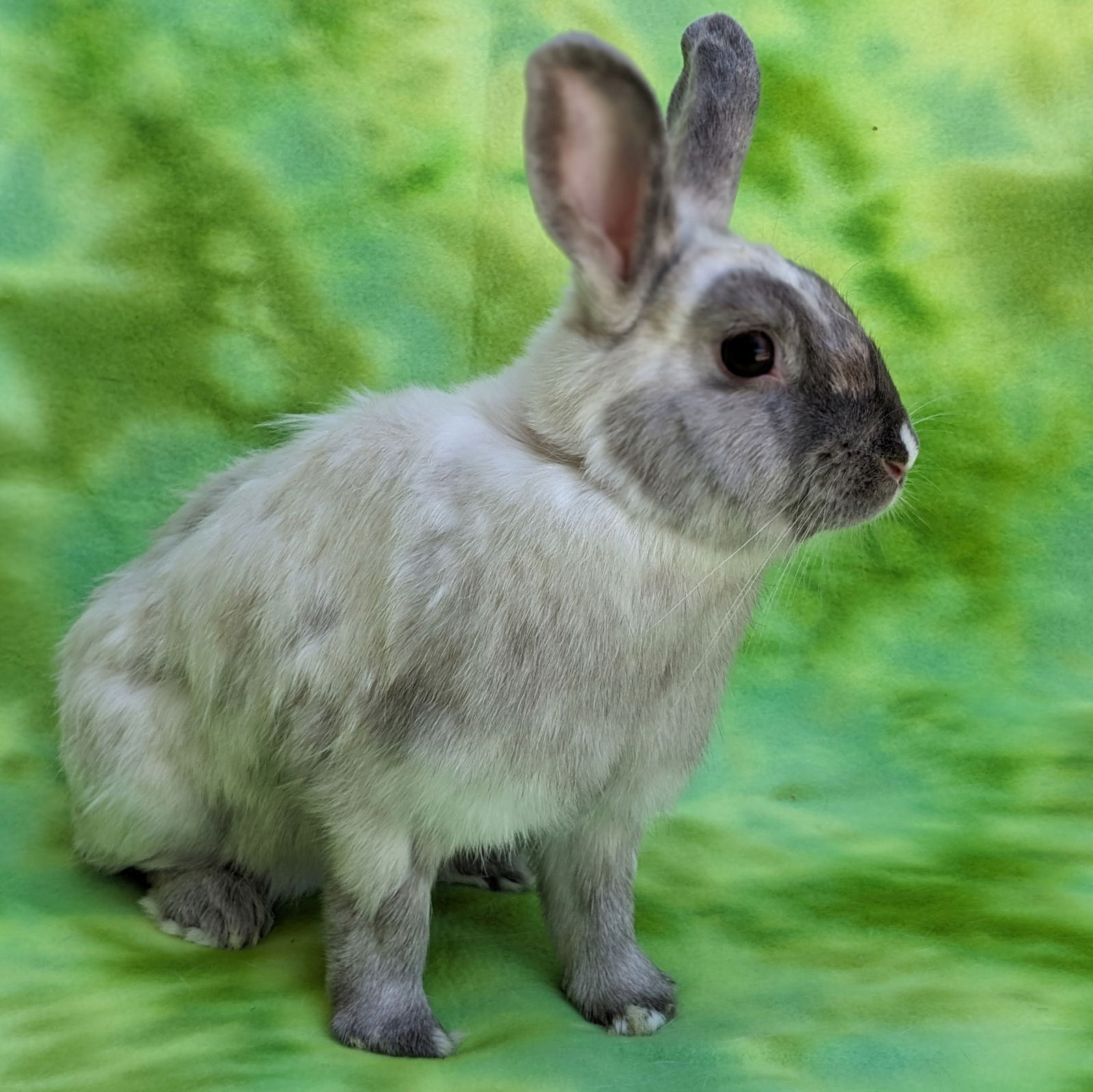 adoptable Rabbit in Antioch, CA named Mabel