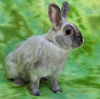 adoptable Rabbit in antioch, CA named Mabel
