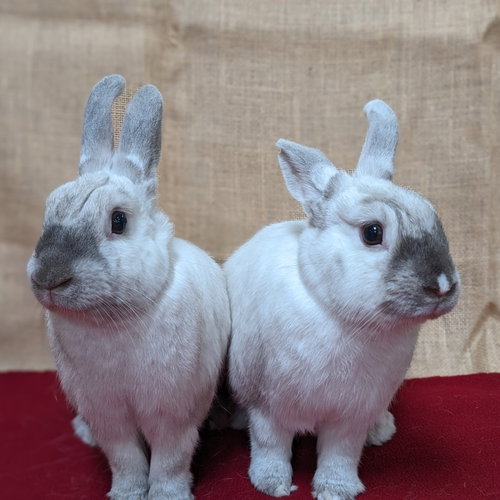 Mabel, a rabbit for adoption from Contra Costa Rabbit Rescue