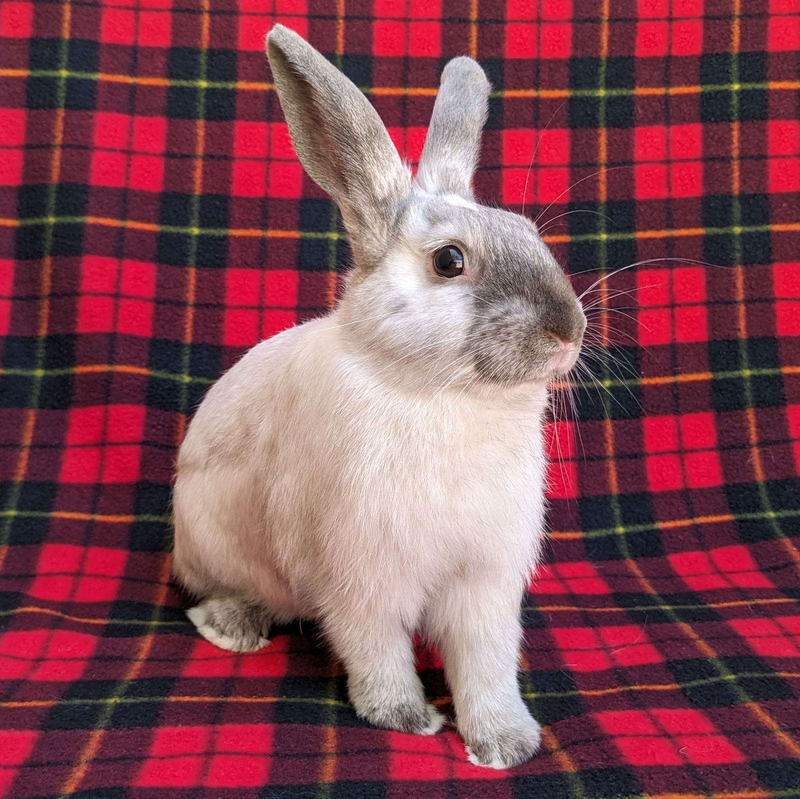 adoptable Rabbit in Antioch, CA named Achilles