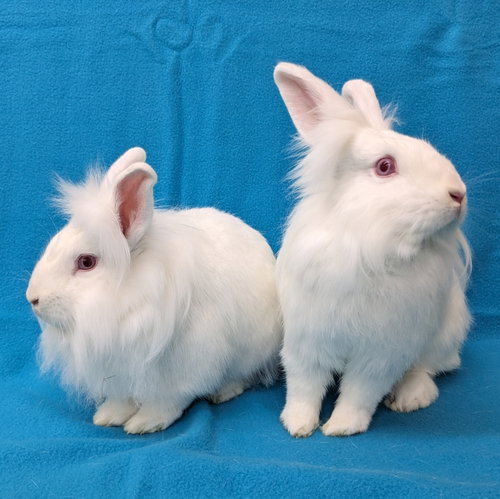 Hippolyta, a rabbit for adoption from Contra Costa Rabbit Rescue