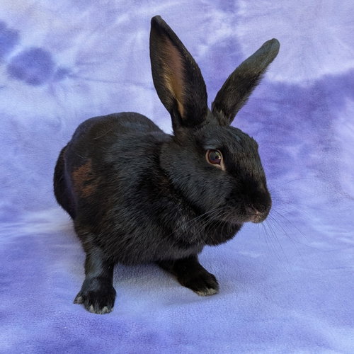 Barda, a rabbit for adoption from Contra Costa Rabbit Rescue