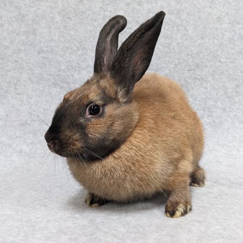 Louise, a rabbit for adoption from Contra Costa Rabbit Rescue