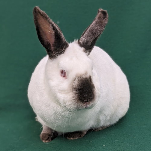Jupiter, a rabbit for adoption from Contra Costa Rabbit Rescue