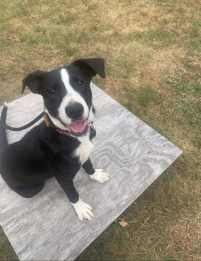 Dog for Adoption Queenie, a Labrador Retriever in Lynn Haven, FL