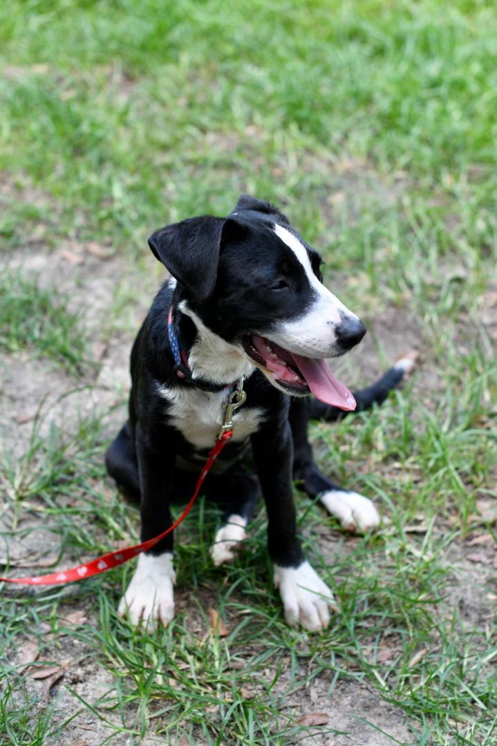 Dog for Adoption Queenie, a Labrador Retriever in Lynn Haven, FL