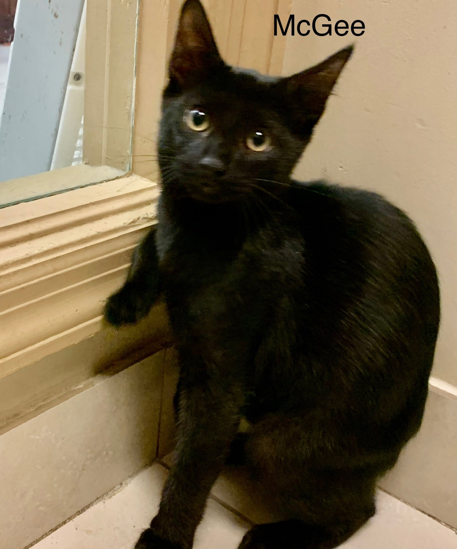 Cats for Adoption in Stafford, Connecticut Alpha Paw