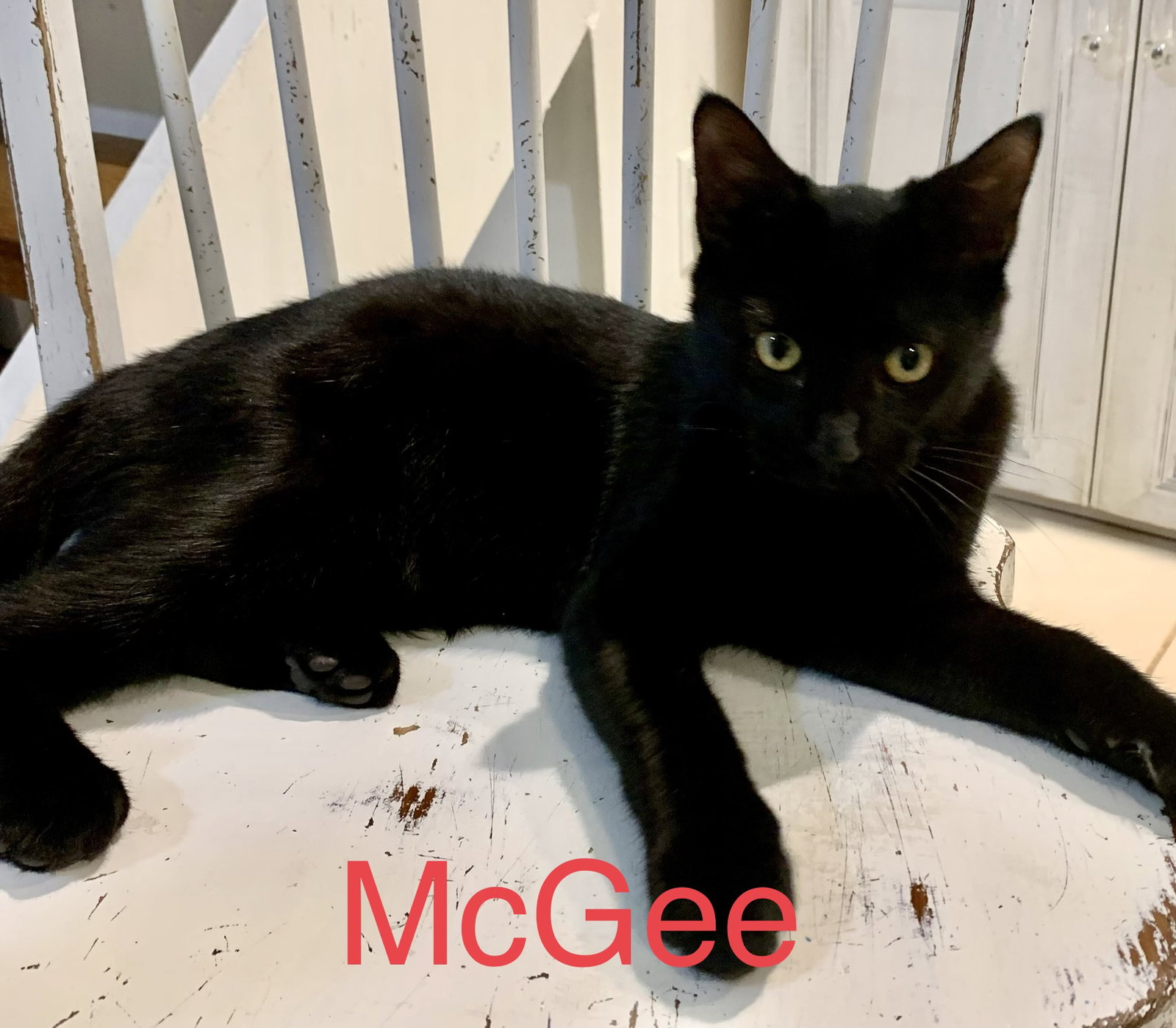 Cats for Adoption in Stafford, Connecticut Alpha Paw