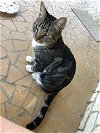adoptable Cat in framingham, MA named Roo