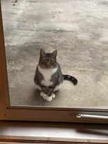 ROO - Domestic Short Hair available for adoption