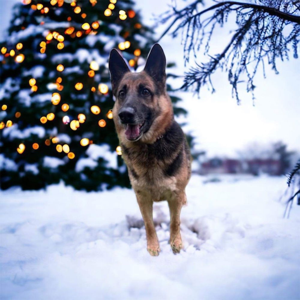 adoptable Dog in Framingham, MA named Sweetie