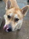 adoptable Dog in framingham, MA named Suki